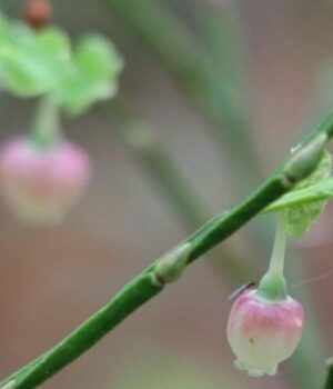 У-нацпарку-на-Волині-зафіксували-аномальне-цвітіння-чорниці