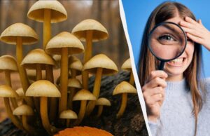 Треба знайти 3 відмінності за 11 секунд: швидкий тест для перевірки IQ Треба- знайти-3-відмінності-за-11-секунд:-швидкий-тест-для-перевірки-iq