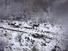 В українські Карпати прийшла зима – фото В українські Карпати прийшла зима – фото