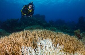 “Смертельна тиша”: на всесвітньо відомому рифі загинули дві третини коралів “Смертельна-тиша”:-на-всесвітньо-відомому-рифі-загинули-дві-третини-коралів