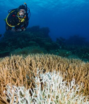 “Смертельна-тиша”:-на-всесвітньо-відомому-рифі-загинули-дві-третини-коралів