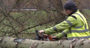 У центральному парку Луцька видаляють майже пів сотні аварійних дерев У-центральному-парку-Луцька-видаляють-майже-пів-сотні-аварійних-дерев