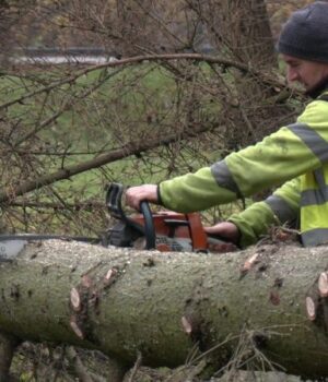 У-центральному-парку-Луцька-видаляють-майже-пів-сотні-аварійних-дерев У-центральному-парку-Луцька-видаляють-майже-пів-сотні-аварійних-дерев