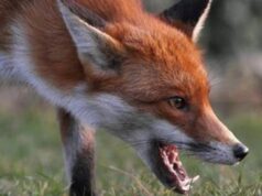 На Волині – масові напади скажених тварин на людей На-Волині-–-масові-напади-скажених-тварин-на-людей