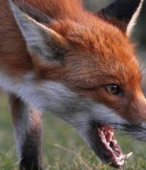 На-Волині-–-масові-напади-скажених-тварин-на-людей