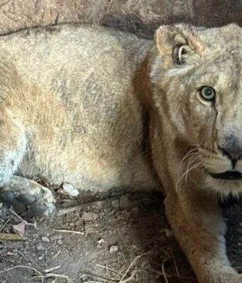 Втеча левиць у Хмельницькому: власнику звіринця повідомили про підозру Втеча-левиць-у-Хмельницькому:-власнику-звіринця-повідомили-про-підозру