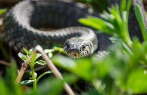 Чи ходять у туалет “по-маленькому” змії та птахи: відповідь може вас здивувати Чи-ходять-у-туалет-“по-маленькому”-змії-та-птахи:-відповідь-може-вас-здивувати