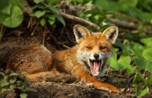 Чому люди не можуть приручити всіх диких тварин: учені знайшли відповідь Чому-люди-не-можуть-приручити-всіх-диких-тварин:-учені-знайшли-відповідь