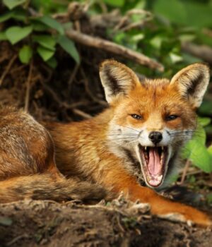 Чому-люди-не-можуть-приручити-всіх-диких-тварин:-учені-знайшли-відповідь