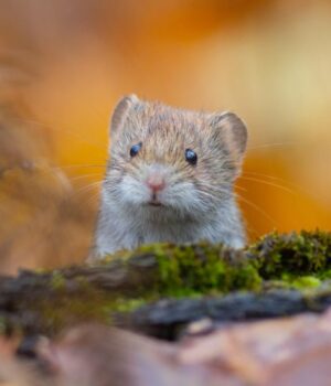 20-листопада-погода-в-Україні-покращиться