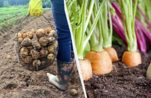 Після картоплі наступного року не можна садити ці 7 рослин: урожаю навіть не чекайте Після-картоплі-наступного-року-не-можна-садити-ці-7-рослин:-урожаю-навіть-не-чекайте