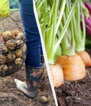 Після-картоплі-наступного-року-не-можна-садити-ці-7-рослин:-урожаю-навіть-не-чекайте