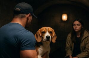 Чи можна брати тварин до укриття на Волині: роз’яснення Чи-можна-брати-тварин-до-укриття-на-Волині:-роз’яснення