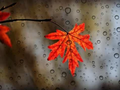 Україну накриє тепло до +20 градусів, але не всюди: прогноз погоди на 21 листопада Україну-накриє-тепло-до-+20-градусів,-але-не-всюди:-прогноз-погоди-на-21-листопада