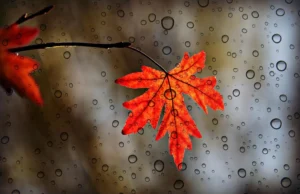 Україну накриє тепло до +20 градусів, але не всюди: прогноз погоди на 21 листопада Україну-накриє-тепло-до-+20-градусів,-але-не-всюди:-прогноз-погоди-на-21-листопада