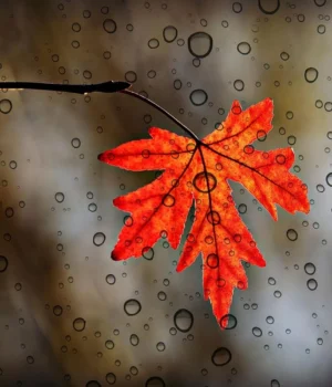 Україну-накриє-тепло-до-+20-градусів,-але-не-всюди:-прогноз-погоди-на-21-листопада