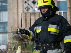 У Тернополі серед руїн зруйнованої рф багатоповерхівки знайшли папугу У Тернополі серед руїн зруйнованої рф багатоповерхівки знайшли папугу