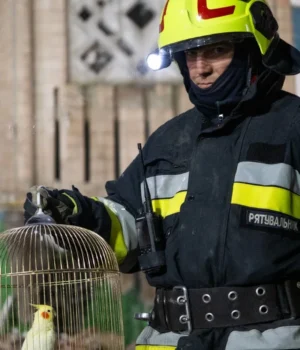 У Тернополі серед руїн зруйнованої рф багатоповерхівки знайшли папугу