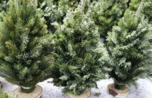 У Києві з 4 грудня можна буде придбати новорічну ялинку: всі локації У-Києві-з-4-грудня-можна-буде-придбати-новорічну-ялинку:-всі-локації