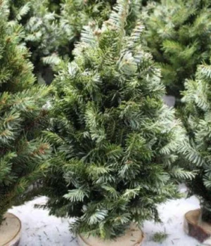 У-Києві-з-4-грудня-можна-буде-придбати-новорічну-ялинку:-всі-локації