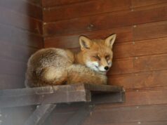 Лисиці у центрі міста: директорка Луцького зоопарку пояснила, чи варто панікувати Лисиці-у-центрі-міста:-директорка-Луцького-зоопарку-пояснила,-чи-варто-панікувати