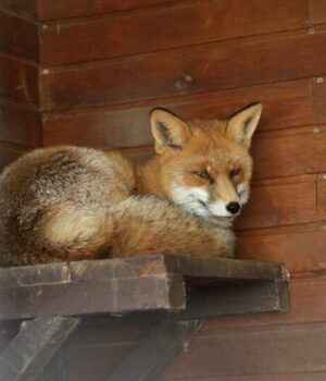 Лисиці-у-центрі-міста:-директорка-Луцького-зоопарку-пояснила,-чи-варто-панікувати