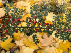 Погода 21 листопада: синоптики прогнозують потепління й дощі Погода 21 листопада: синоптики прогнозують потепління й дощі