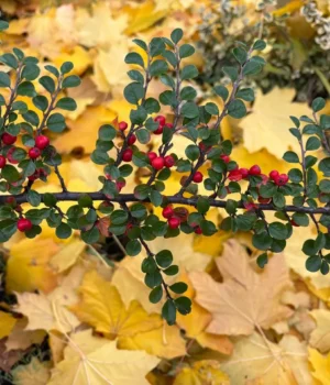 Погода 21 листопада: синоптики прогнозують потепління й дощі