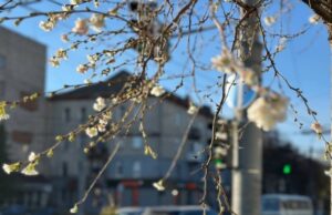 У Луцьку на Ковельській зацвіли сакури У-Луцьку-на-Ковельській-зацвіли-сакури