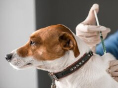 На Волині не планують відстрілу диких тварин На-Волині-не-планують-відстрілу-диких-тварин