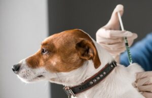 На Волині не планують відстрілу диких тварин На-Волині-не-планують-відстрілу-диких-тварин