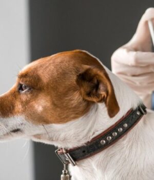 На-Волині-не-планують-відстрілу-диких-тварин