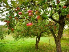 Стара яблуня знову рясно плодоноситиме: встигніть зробити це до настання зими Стара-яблуня-знову-рясно-плодоноситиме:-встигніть-зробити-це-до-настання-зими