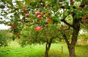 Стара яблуня знову рясно плодоноситиме: встигніть зробити це до настання зими Стара-яблуня-знову-рясно-плодоноситиме:-встигніть-зробити-це-до-настання-зими