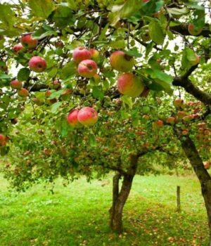 Стара-яблуня-знову-рясно-плодоноситиме:-встигніть-зробити-це-до-настання-зими