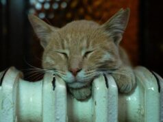 Як зробити батареї теплішими взимку: трюк, який змушує радіатори сильніше гріти навіть за -25 Як зробити-батареї-теплішими-взимку:-трюк,-який-змушує-радіатори-сильніше-гріти-навіть-за -25