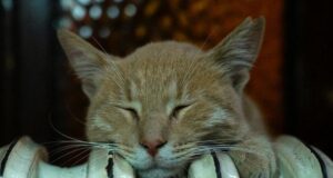 Як зробити батареї теплішими взимку: трюк, який змушує радіатори сильніше гріти навіть за -25 Як зробити-батареї-теплішими-взимку:-трюк,-який-змушує-радіатори-сильніше-гріти-навіть-за -25