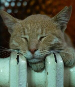 Як зробити-батареї-теплішими-взимку:-трюк,-який-змушує-радіатори-сильніше-гріти-навіть-за -25 Як зробити-батареї-теплішими-взимку:-трюк,-який-змушує-радіатори-сильніше-гріти-навіть-за -25