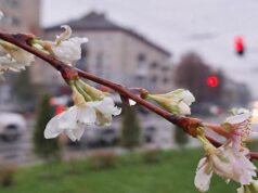 Чому в Луцьку розцвіли сакури в листопаді Чому-в-Луцьку-розцвіли-сакури-в-листопаді