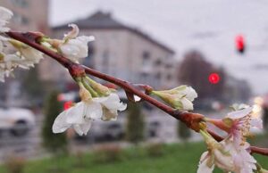 Чому в Луцьку розцвіли сакури в листопаді Чому-в-Луцьку-розцвіли-сакури-в-листопаді