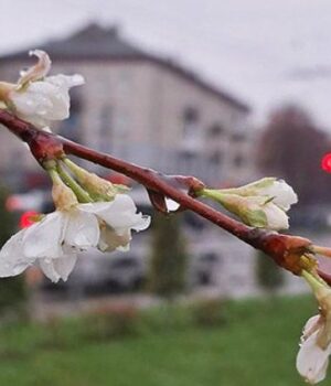 Чому-в-Луцьку-розцвіли-сакури-в-листопаді
