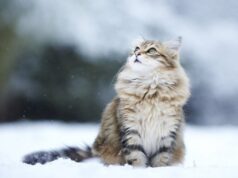 Якою буде погода у Луцьку та на Волині у неділю, 23 листопада Якою-буде-погода-у-Луцьку-та-на-Волині-у-неділю,-23-листопада