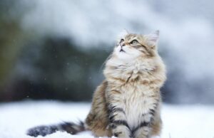 Якою буде погода у Луцьку та на Волині у неділю, 23 листопада Якою-буде-погода-у-Луцьку-та-на-Волині-у-неділю,-23-листопада