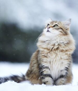 Якою-буде-погода-у-Луцьку-та-на-Волині-у-неділю,-23-листопада