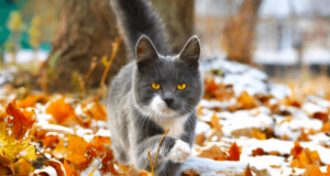 23 листопада: свята, події, факти. Міжнародний день акварелі та Європейський день бездомних людей 23-листопада:-свята,-події,-факти.-Міжнародний-день-акварелі-та-Європейський-день-бездомних-людей