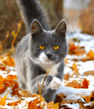 23-листопада:-свята,-події,-факти.-Міжнародний-день-акварелі-та-Європейський-день-бездомних-людей