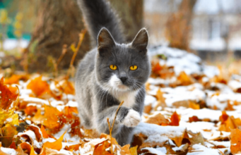 23 листопада: свята, події, факти. Міжнародний день акварелі та Європейський день бездомних людей 23-листопада:-свята,-події,-факти.-Міжнародний-день-акварелі-та-Європейський-день-бездомних-людей