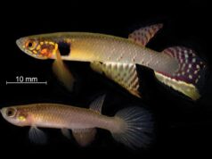 Учені виявили унікальну рибу, яку вважали вимерлою понад 20 років Учені-виявили-унікальну-рибу,-яку-вважали-вимерлою-понад-20-років