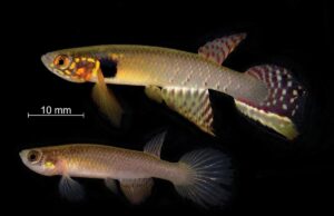 Учені виявили унікальну рибу, яку вважали вимерлою понад 20 років Учені-виявили-унікальну-рибу,-яку-вважали-вимерлою-понад-20-років