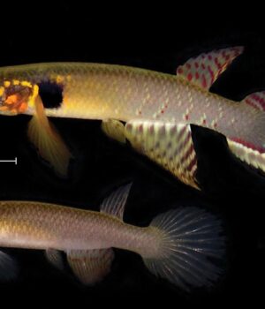 Учені-виявили-унікальну-рибу,-яку-вважали-вимерлою-понад-20-років Учені-виявили-унікальну-рибу,-яку-вважали-вимерлою-понад-20-років